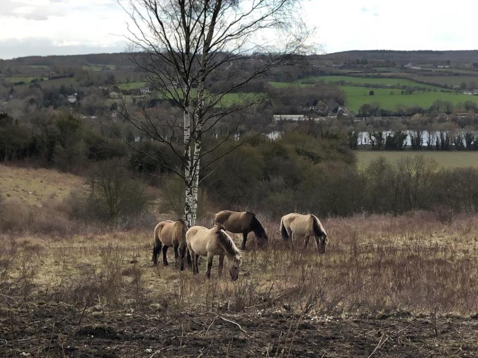 Grazing horses