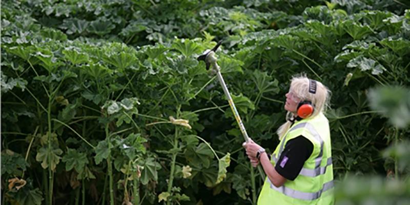 Hedge trimming