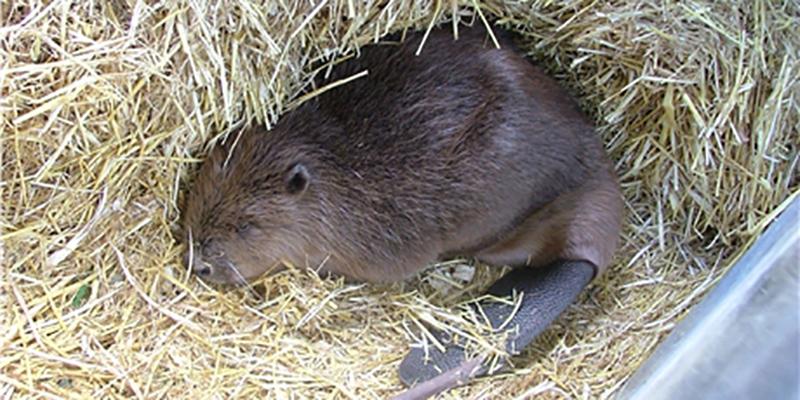 Sleeping beaver