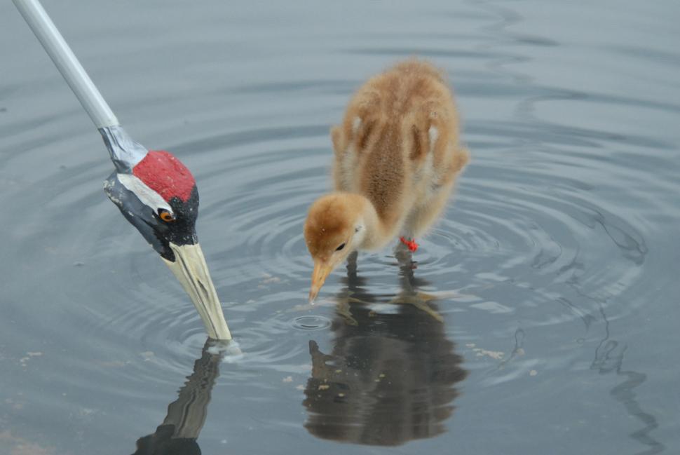 Common Crane chick at Crane School learning to feed from a crane head spoon