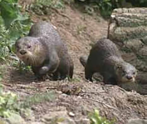 Otters