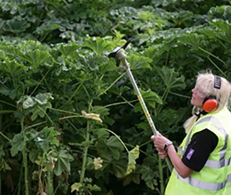 Hedge trimming