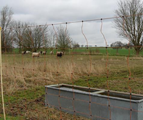 Field with animals