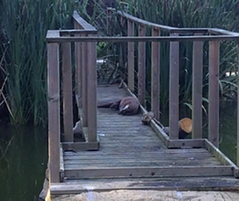 Wooden bridge