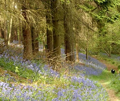 Forest overgrowth