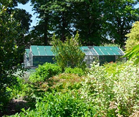 Greenhouses over hedges