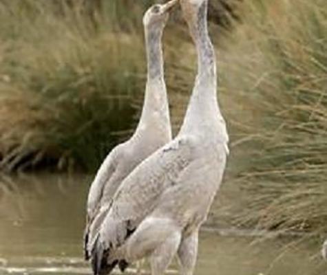 Feeding cranes