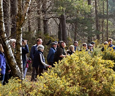 People walking through forest