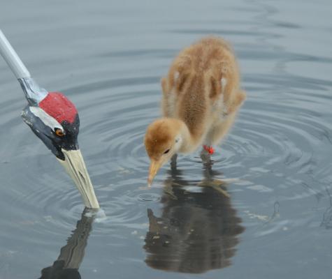 Common Crane chick at Crane School learning to feed from a crane head spoon